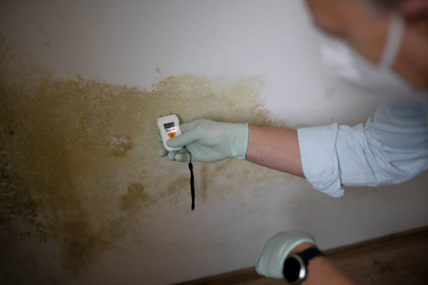 Best Emergency Mold Remediation in Ault, CO